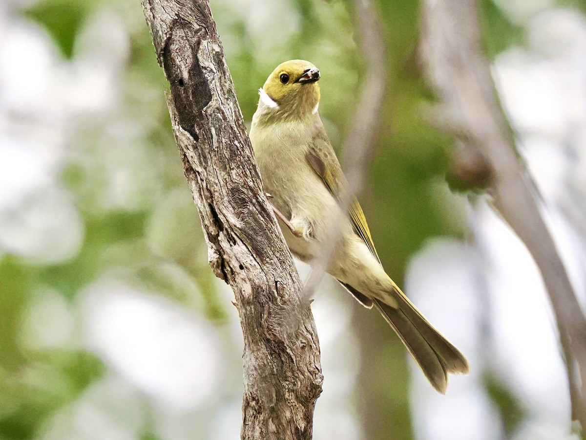 White-plumed Honeyeater - ML646086285
