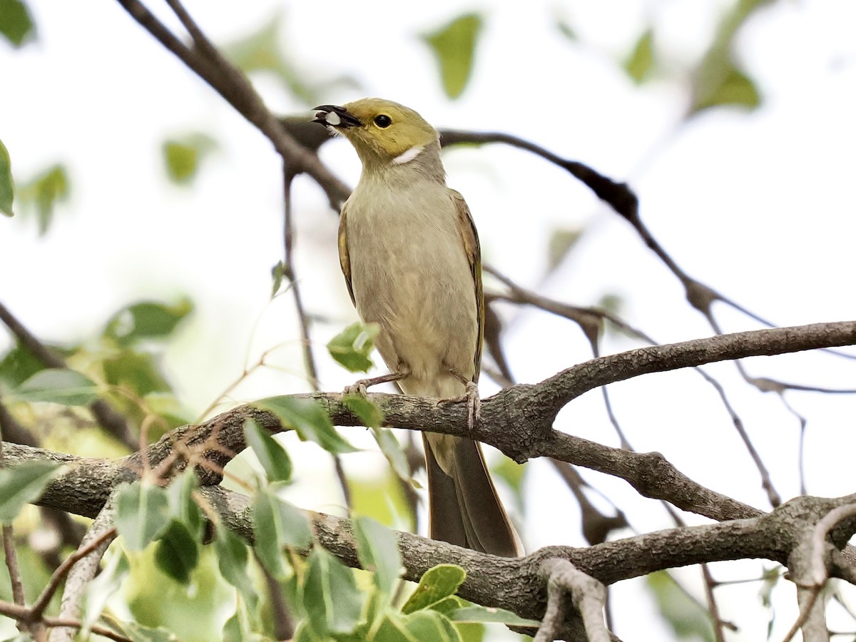 White-plumed Honeyeater - ML646086286