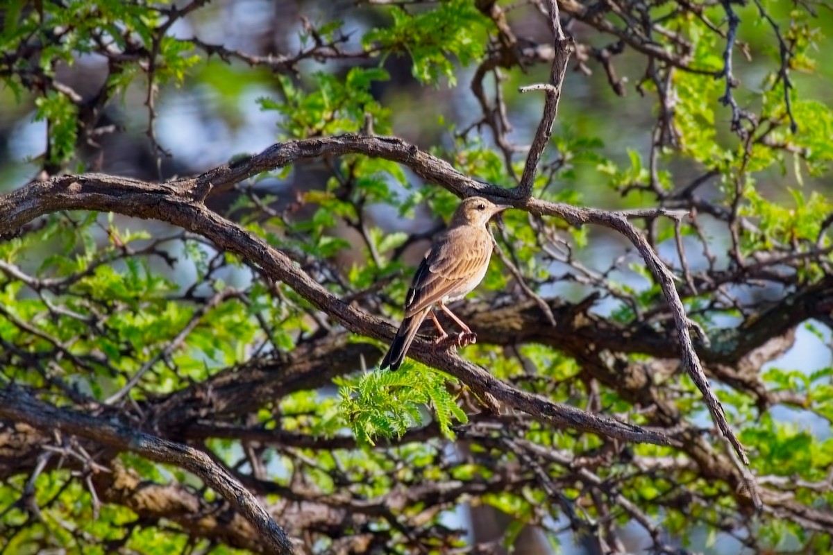 Plain-backed Pipit - ML646086288