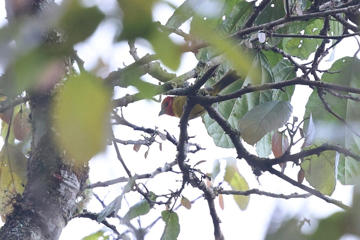 Red-headed Tanager - ML646086290