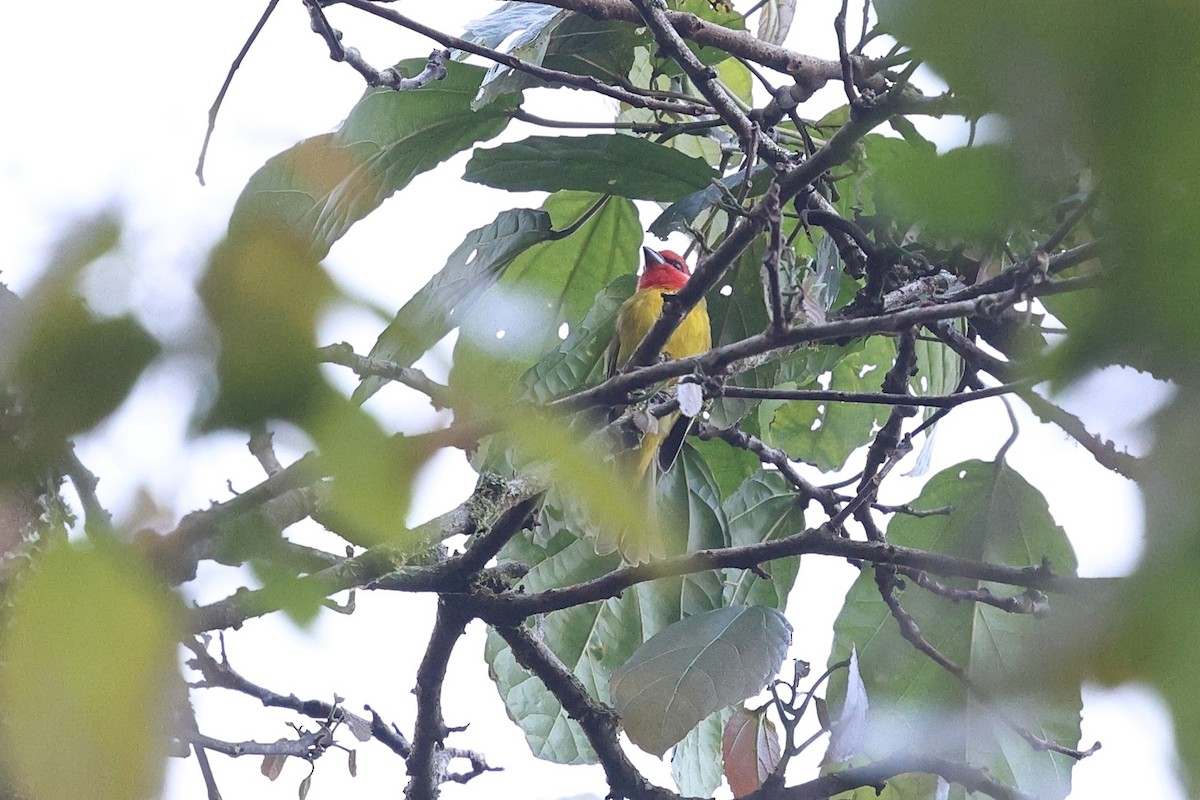 Red-headed Tanager - ML646086291