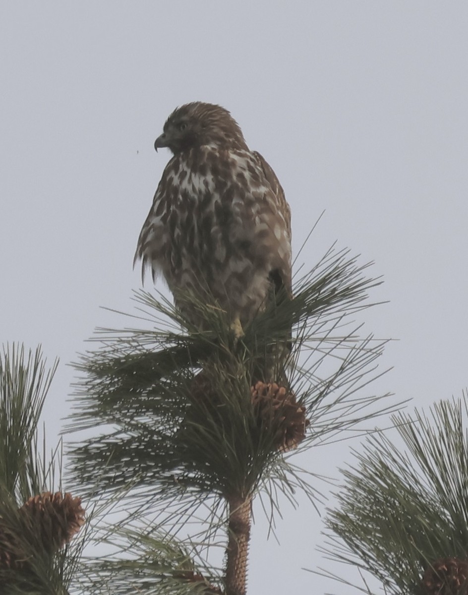 Red-tailed Hawk - ML646086294