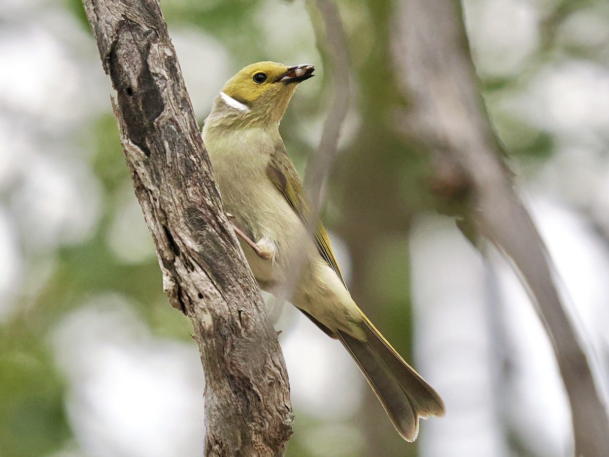 White-plumed Honeyeater - ML646086301