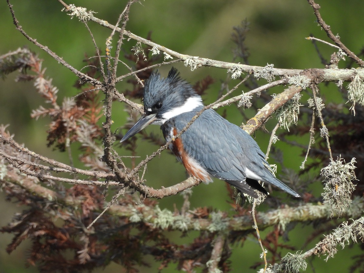 Belted Kingfisher - ML646086302