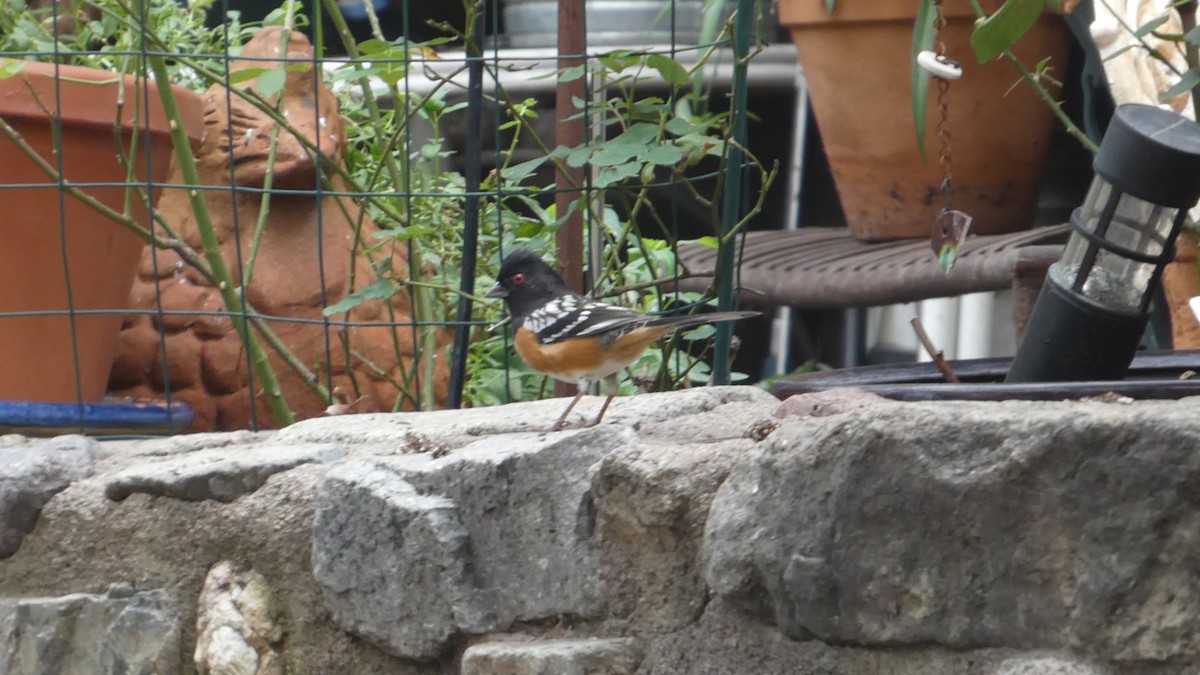 Spotted Towhee - ML646086304