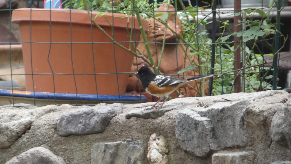Spotted Towhee - ML646086305