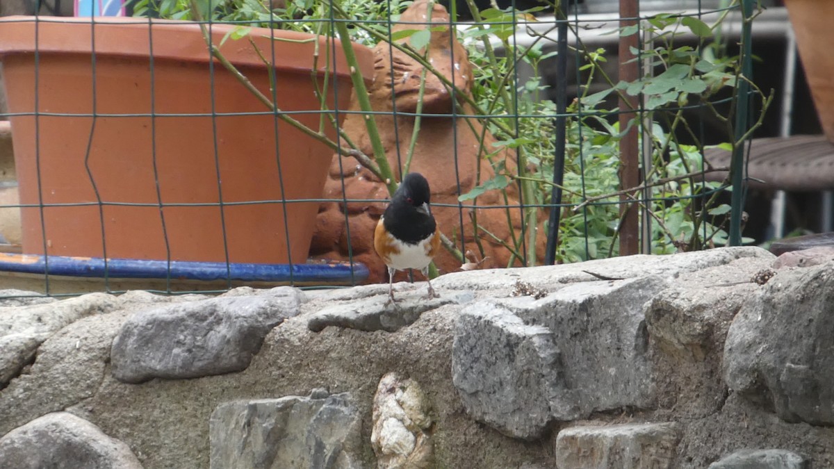 Spotted Towhee - ML646086306