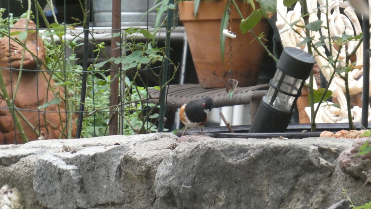 Spotted Towhee - ML646086307