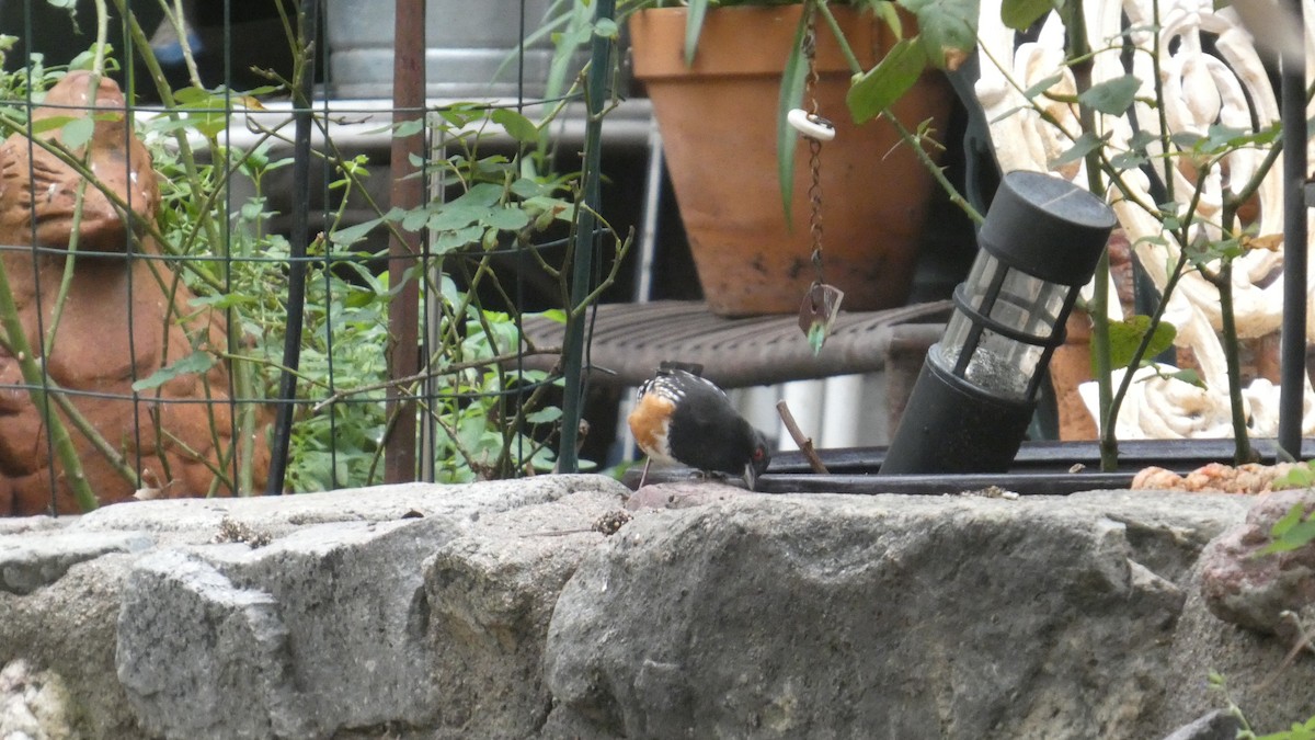 Spotted Towhee - ML646086308