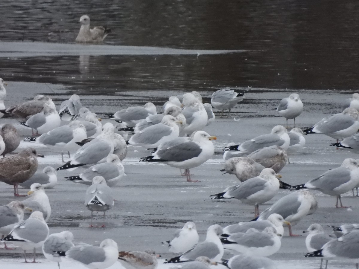 racek americký x žlutonohý (hybrid) - ML646086309