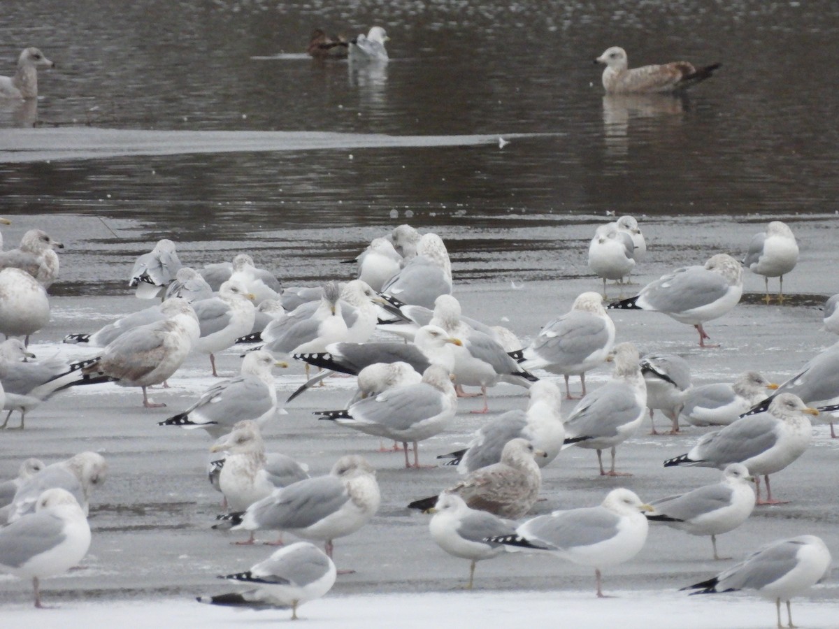 racek americký x žlutonohý (hybrid) - ML646086310