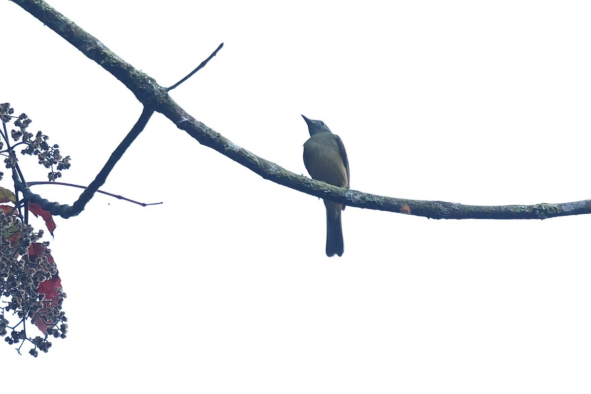 Pipromorphe roussâtre - ML646086313