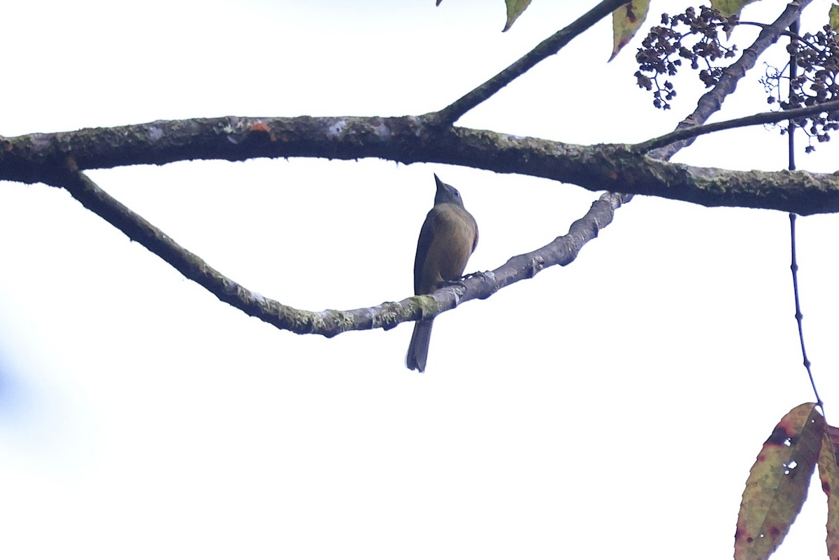 Pipromorphe roussâtre - ML646086314