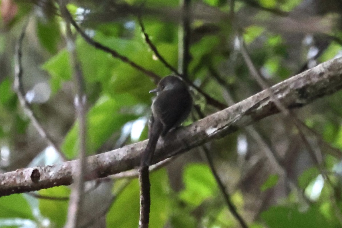Hispaniolan Pewee - ML646086315