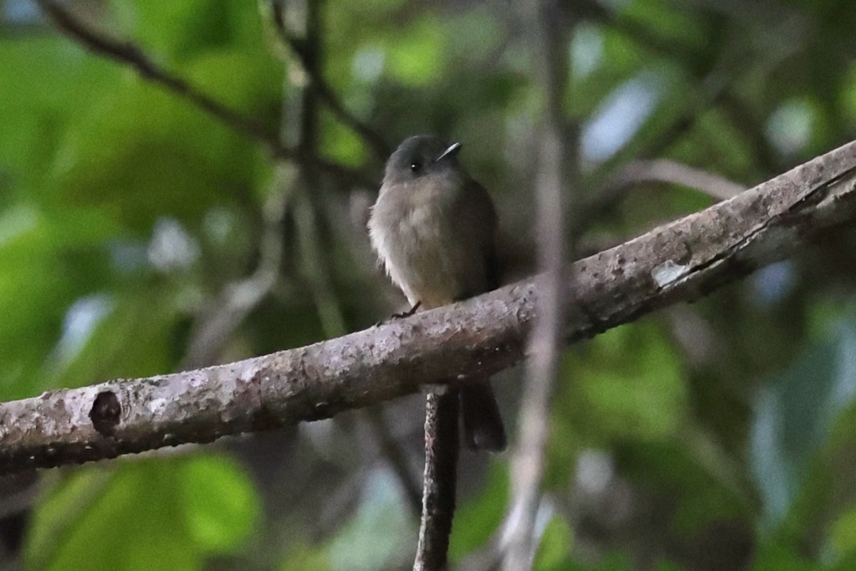Hispaniolan Pewee - ML646086316
