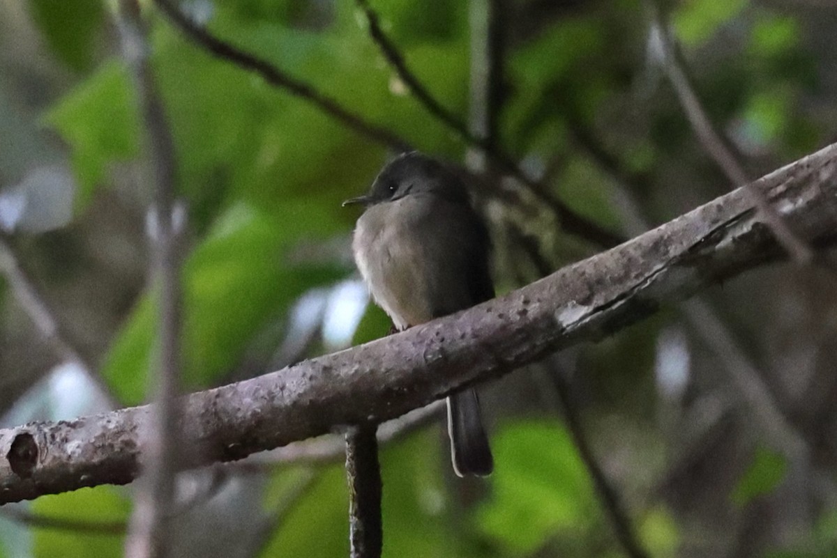 Hispaniolan Pewee - ML646086317
