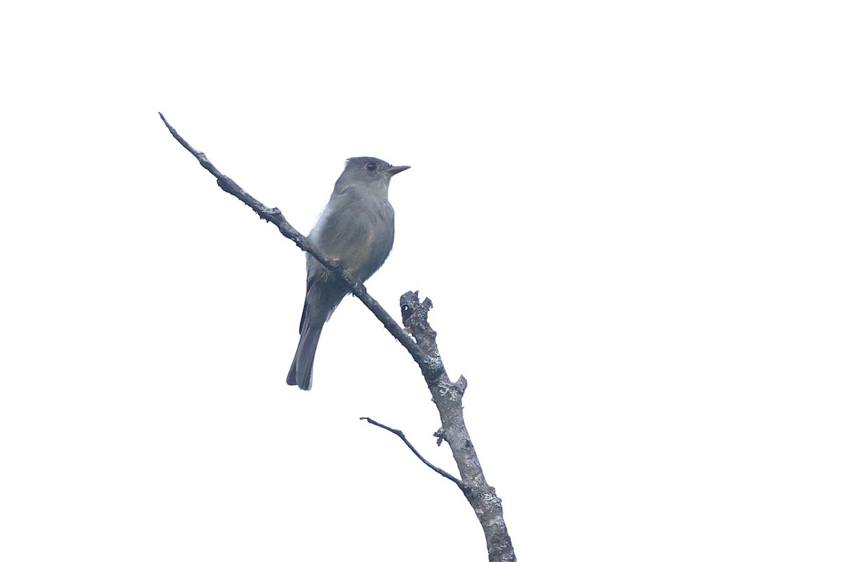 Greater Pewee (Mexican) - ML646086320