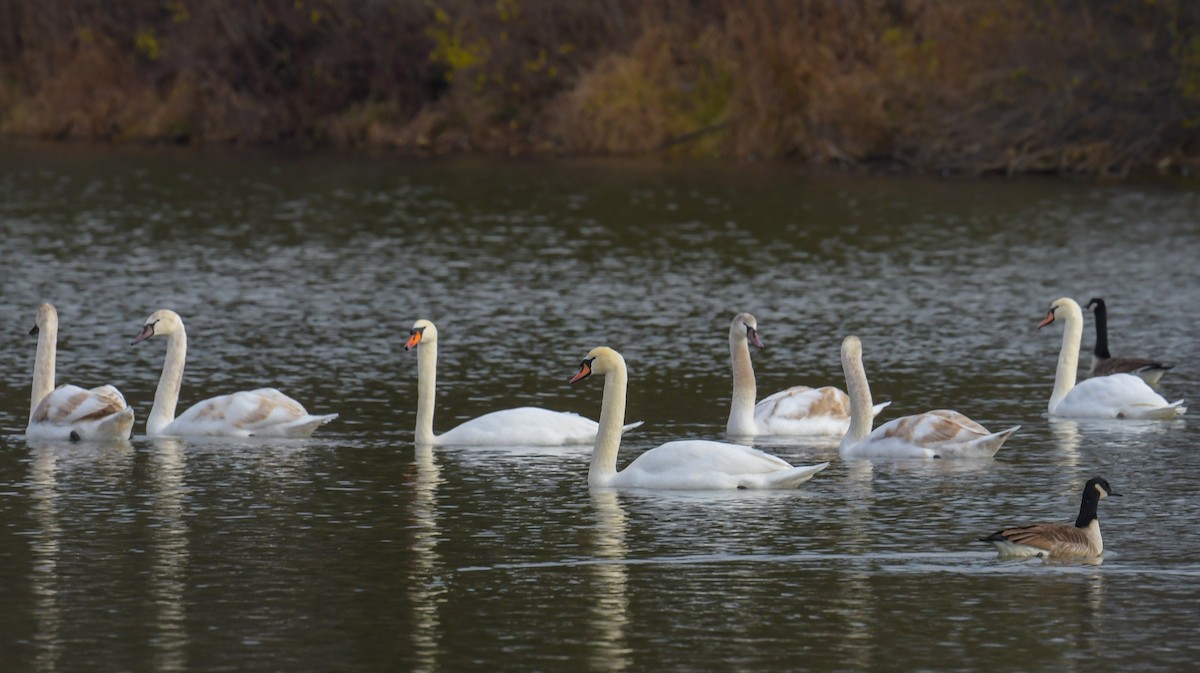 Mute Swan - ML646086324