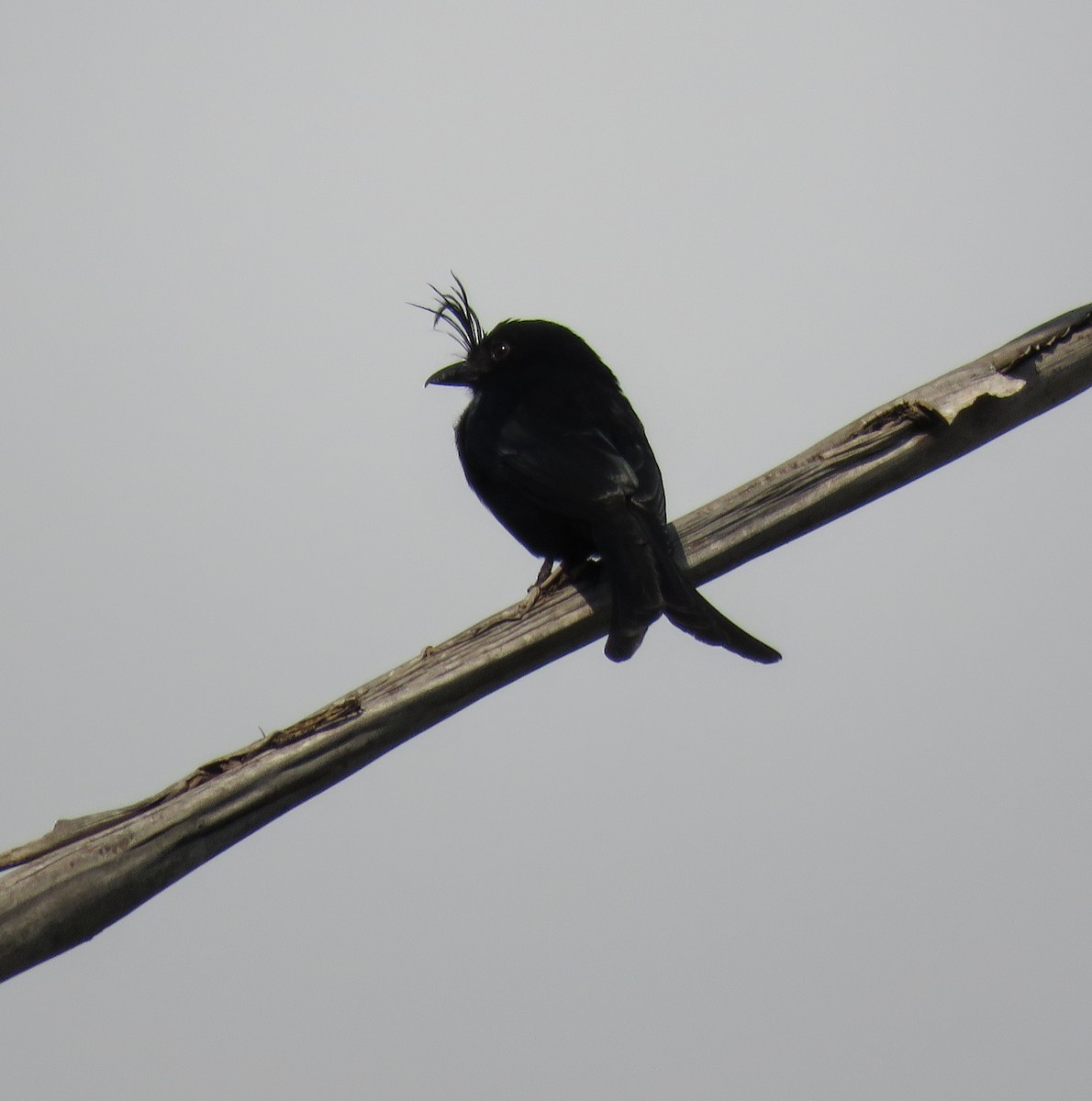 Crested Drongo (Madagascar) - ML646086337