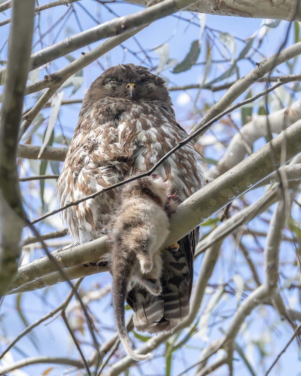 Barking Owl - ML646086338