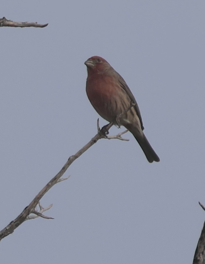 House Finch - ML646086339