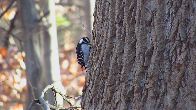 Дятел пухнастий - ML646086344