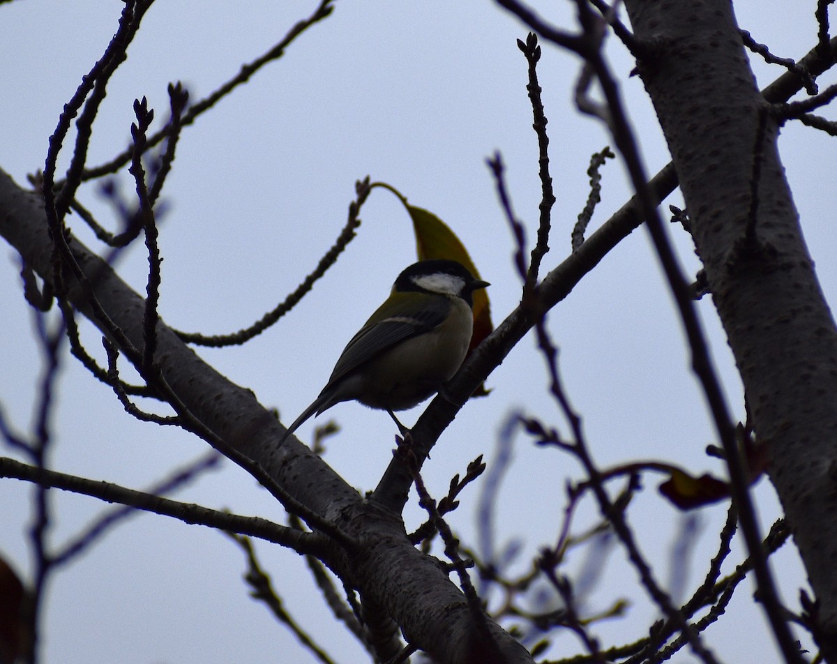 gråkjøttmeis (minor gr.) - ML646086354