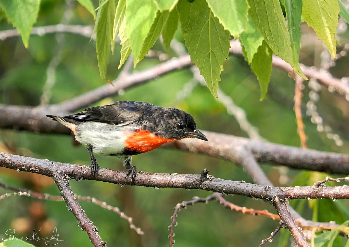 Mistletoebird - ML646086356