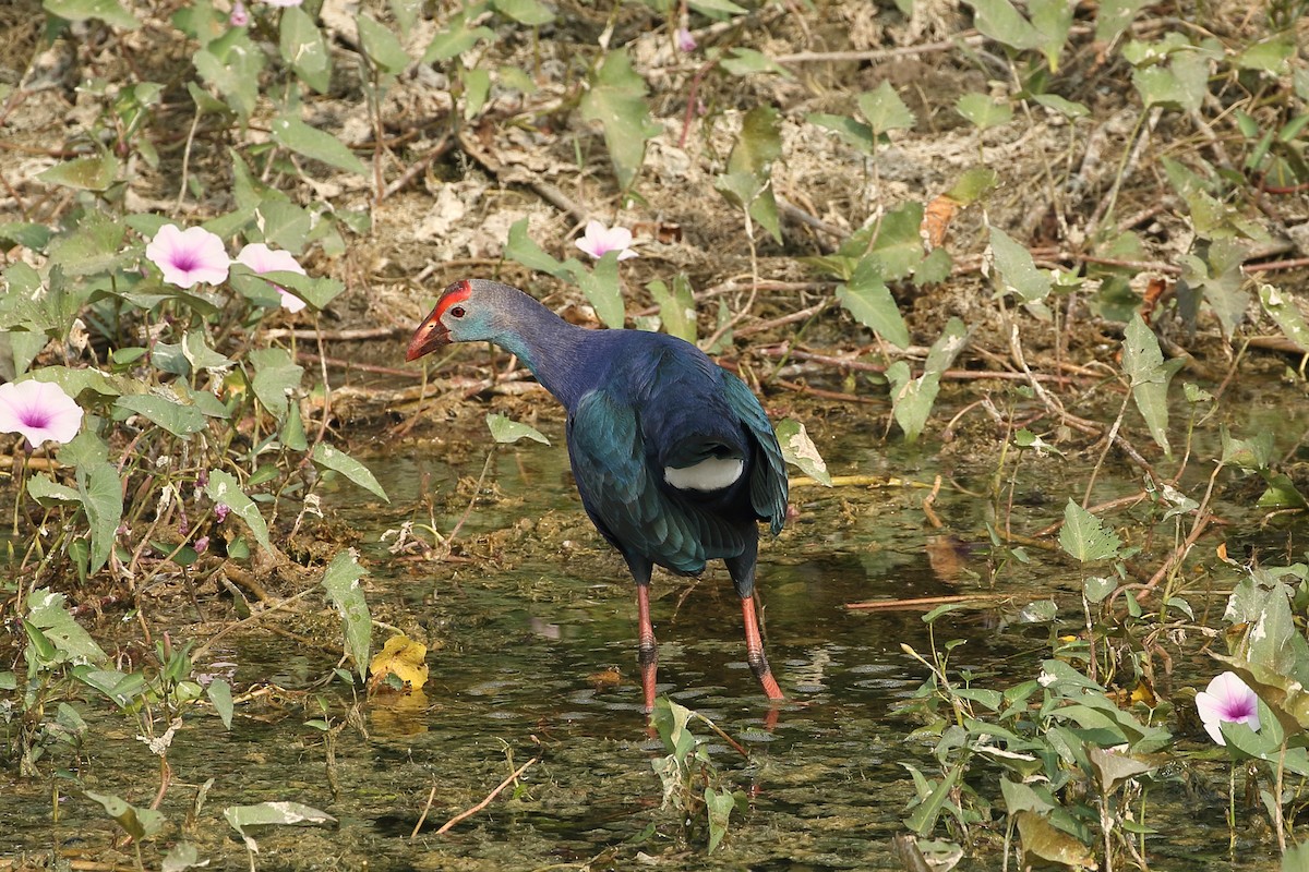 פורפיריה אפורת-ראש - ML646086360