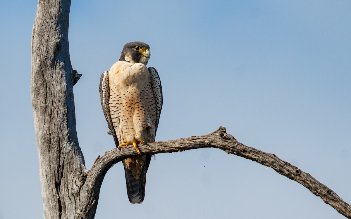 遊隼 - ML646086361