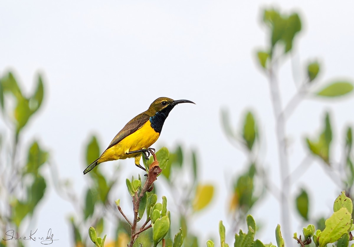 Sahul Sunbird - ML646086367
