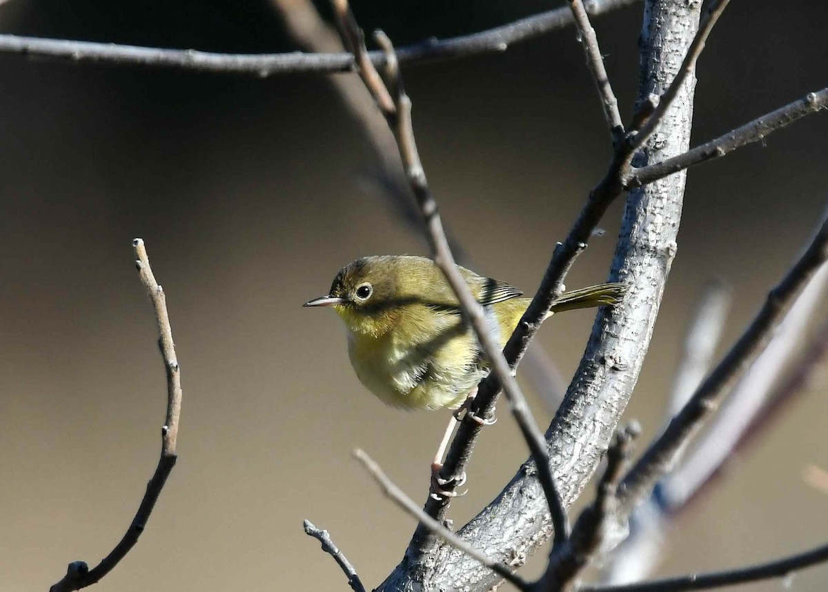 Common Yellowthroat - ML646086371