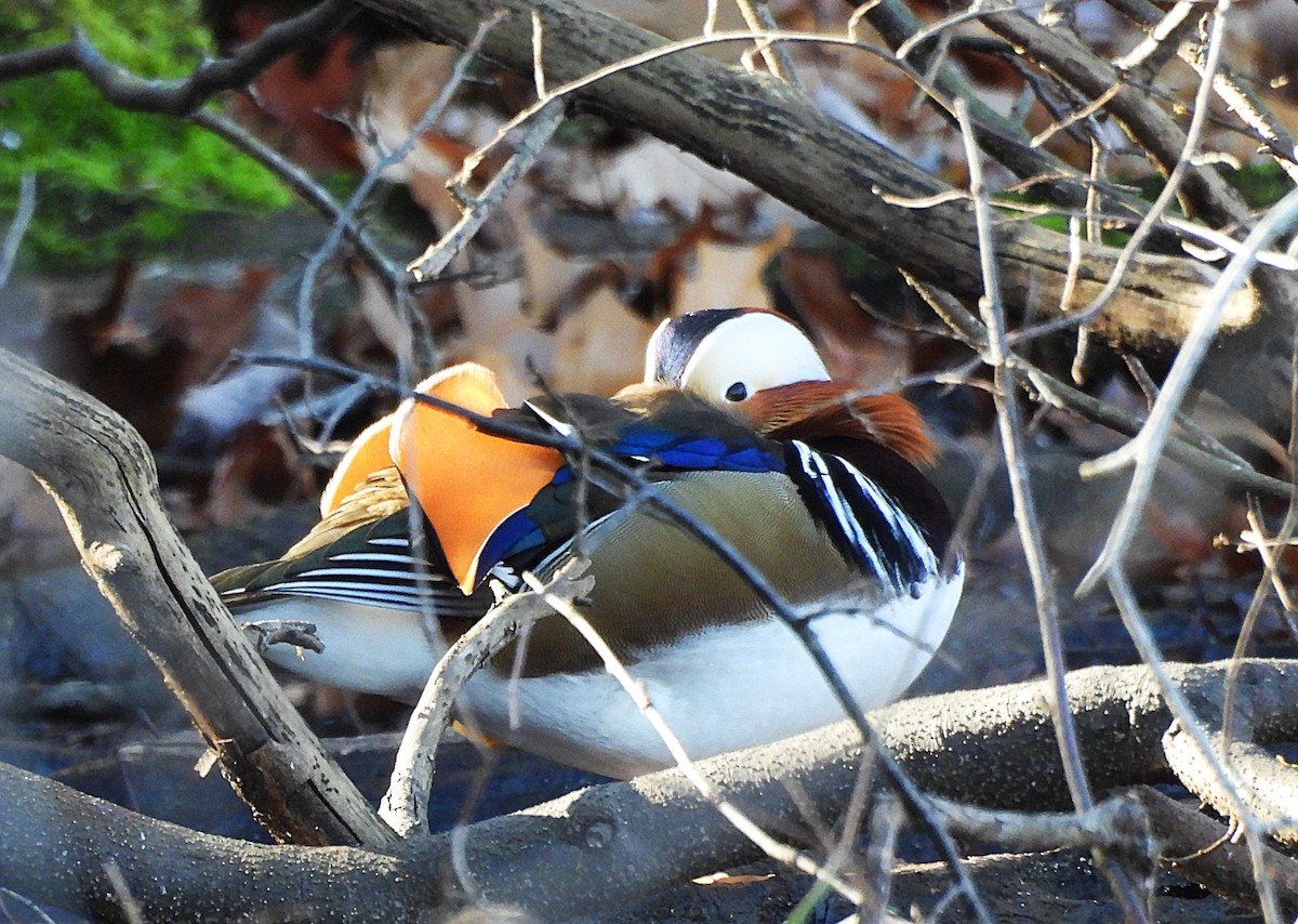 Mandarin Duck - ML646086387