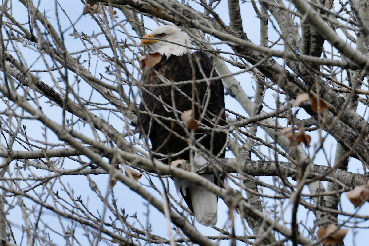 עיטם לבן-ראש - ML646086389