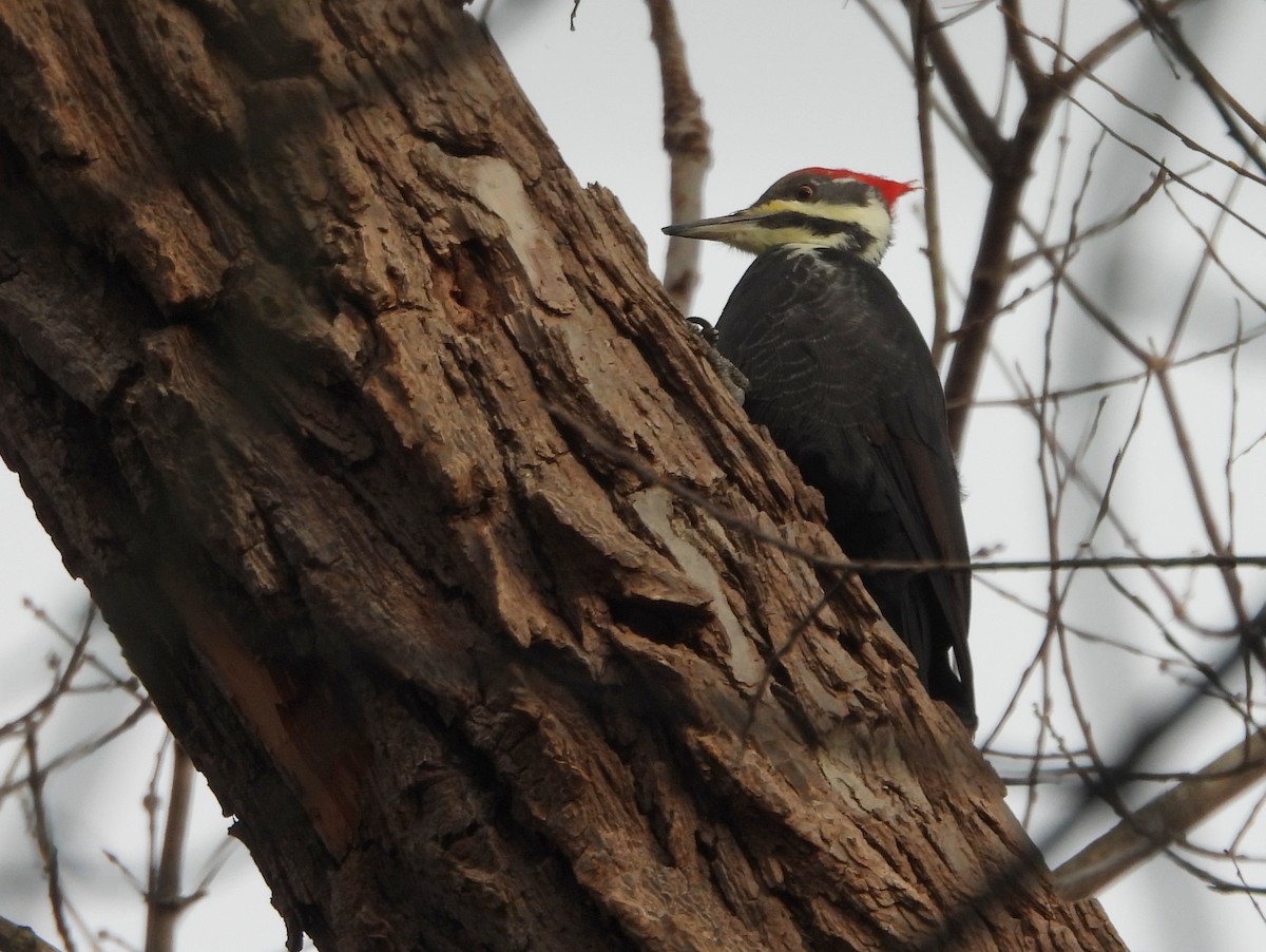 Pileated Woodpecker - ML646086390
