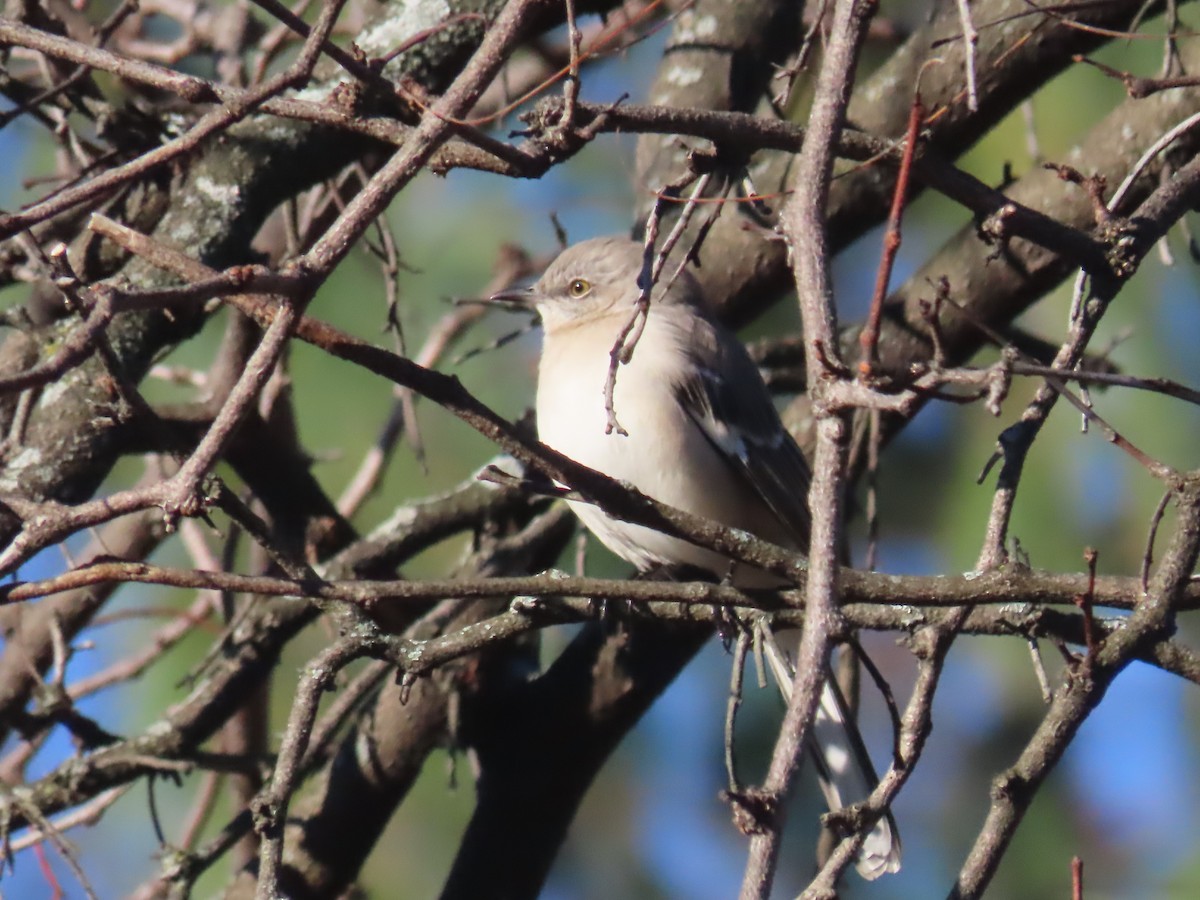 Northern Mockingbird - ML646086416