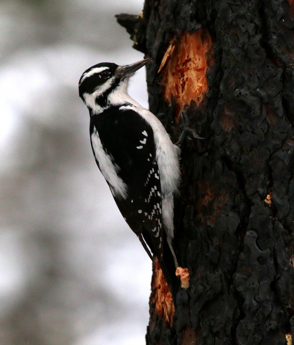 Hairy Woodpecker - ML646086418