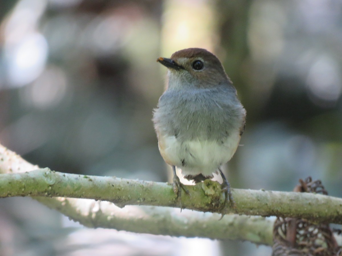 Madagascar Magpie-Robin (White-bellied) - ML646086421
