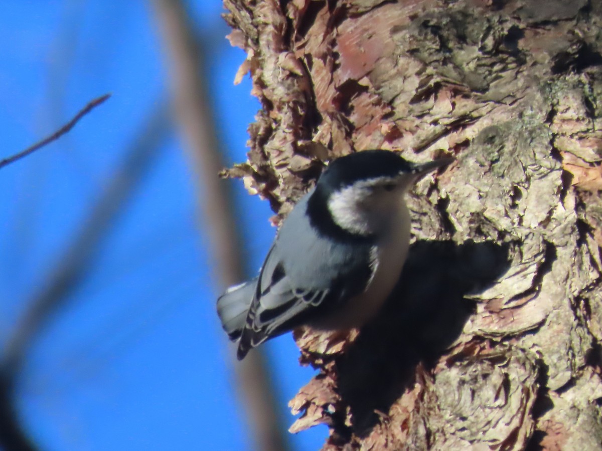 Sittelle à poitrine blanche - ML646086424