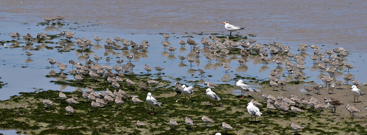Great Knot - ML646086426