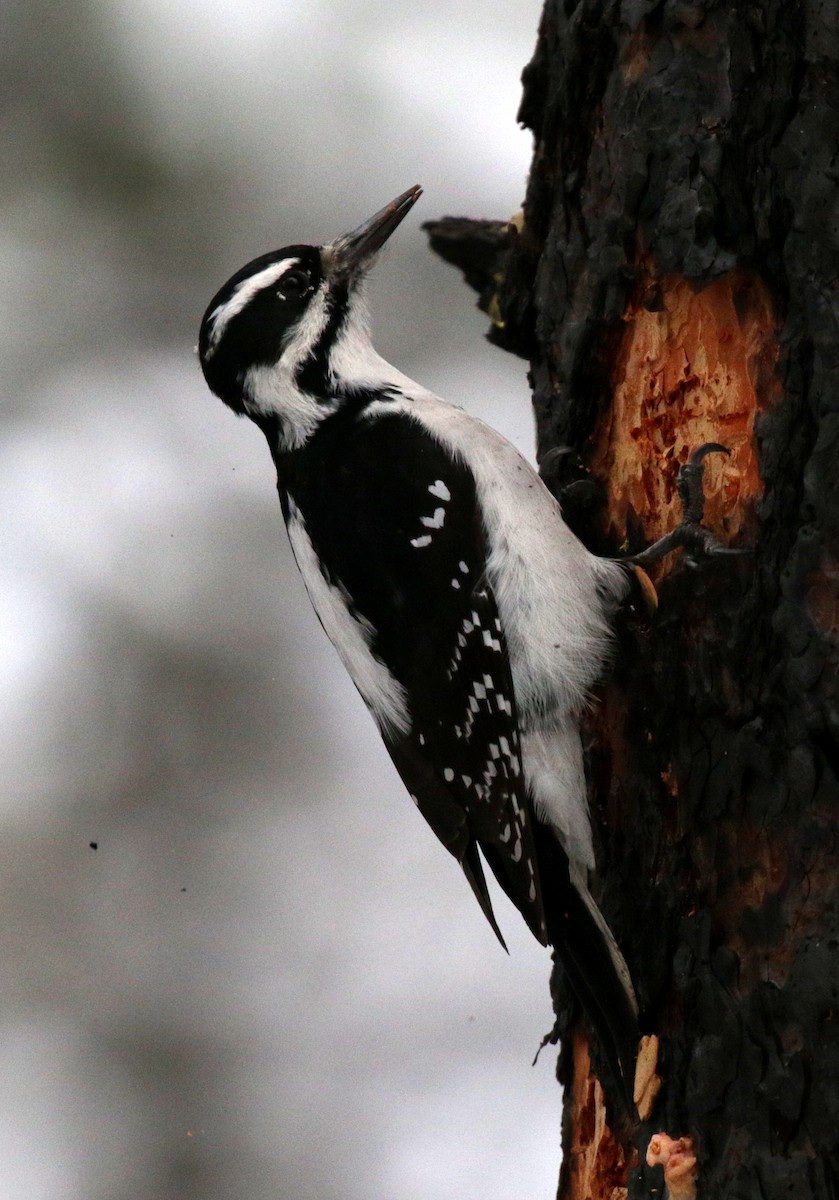Hairy Woodpecker - ML646086431
