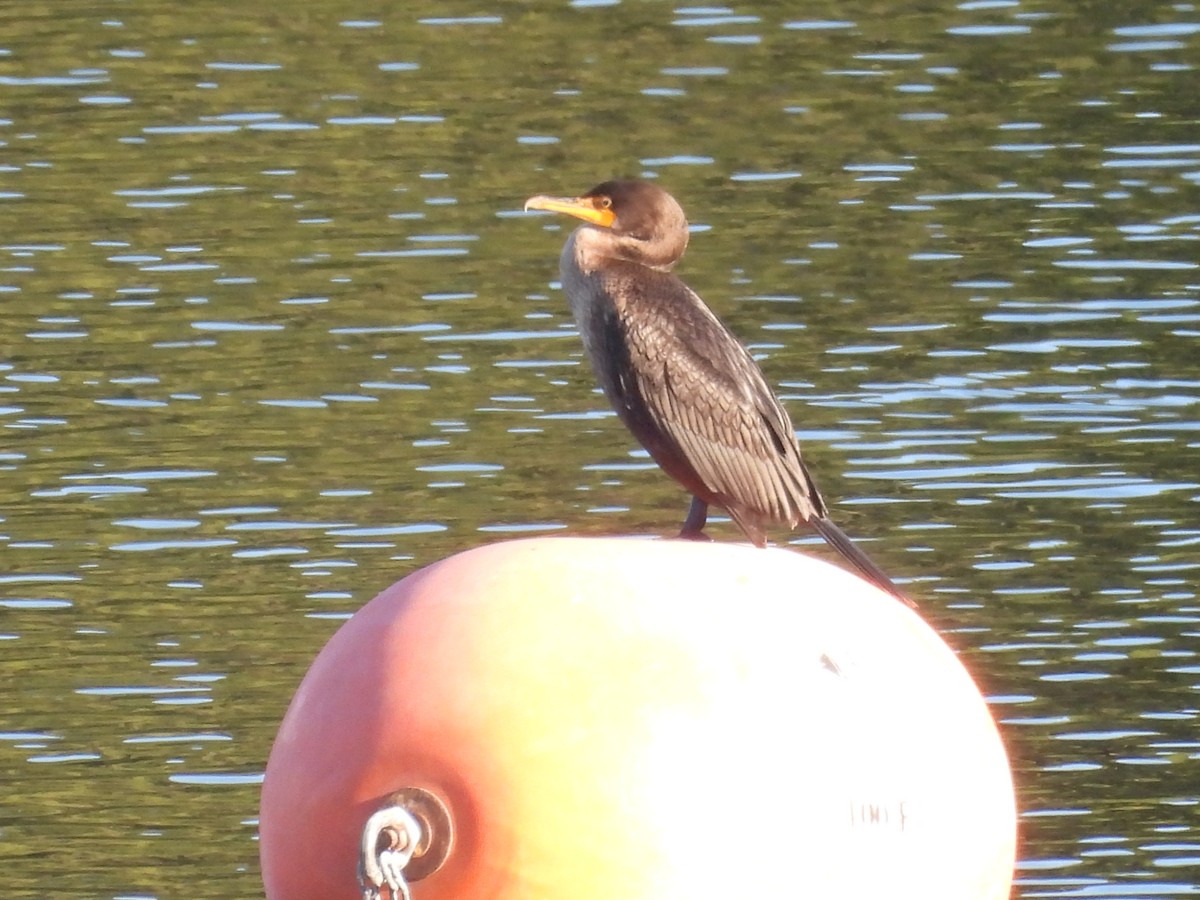 Double-crested Cormorant - ML646086437