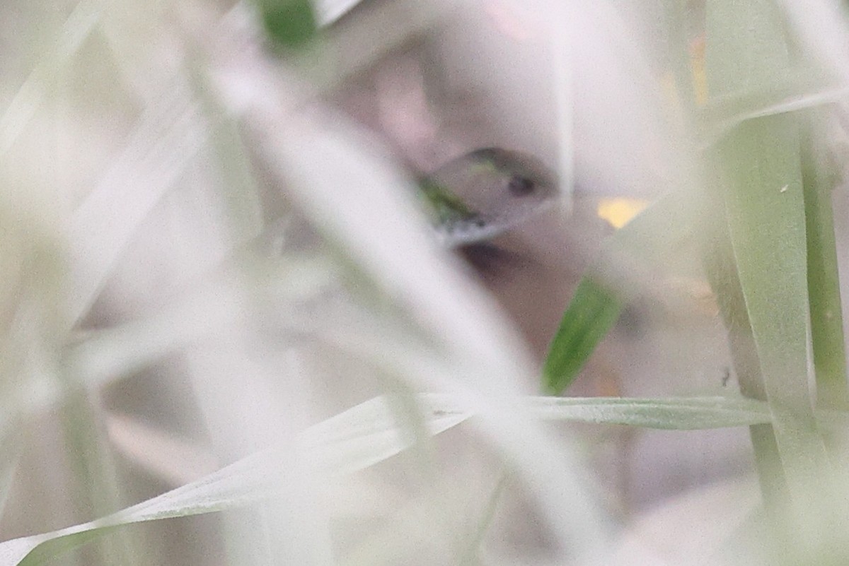 White-bellied Emerald - ML646086446