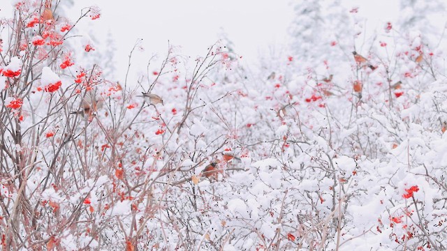 vandretrost (migratorius gr.) - ML646086447