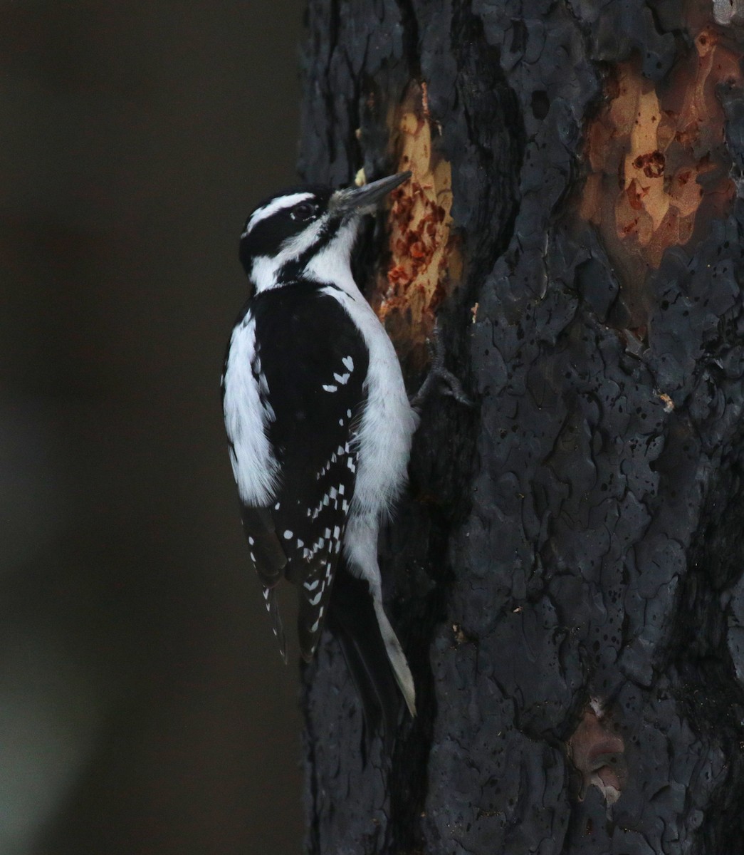 Hairy Woodpecker - ML646086450