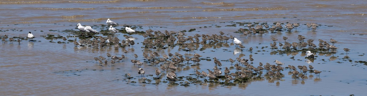 Sharp-tailed Sandpiper - ML646086456