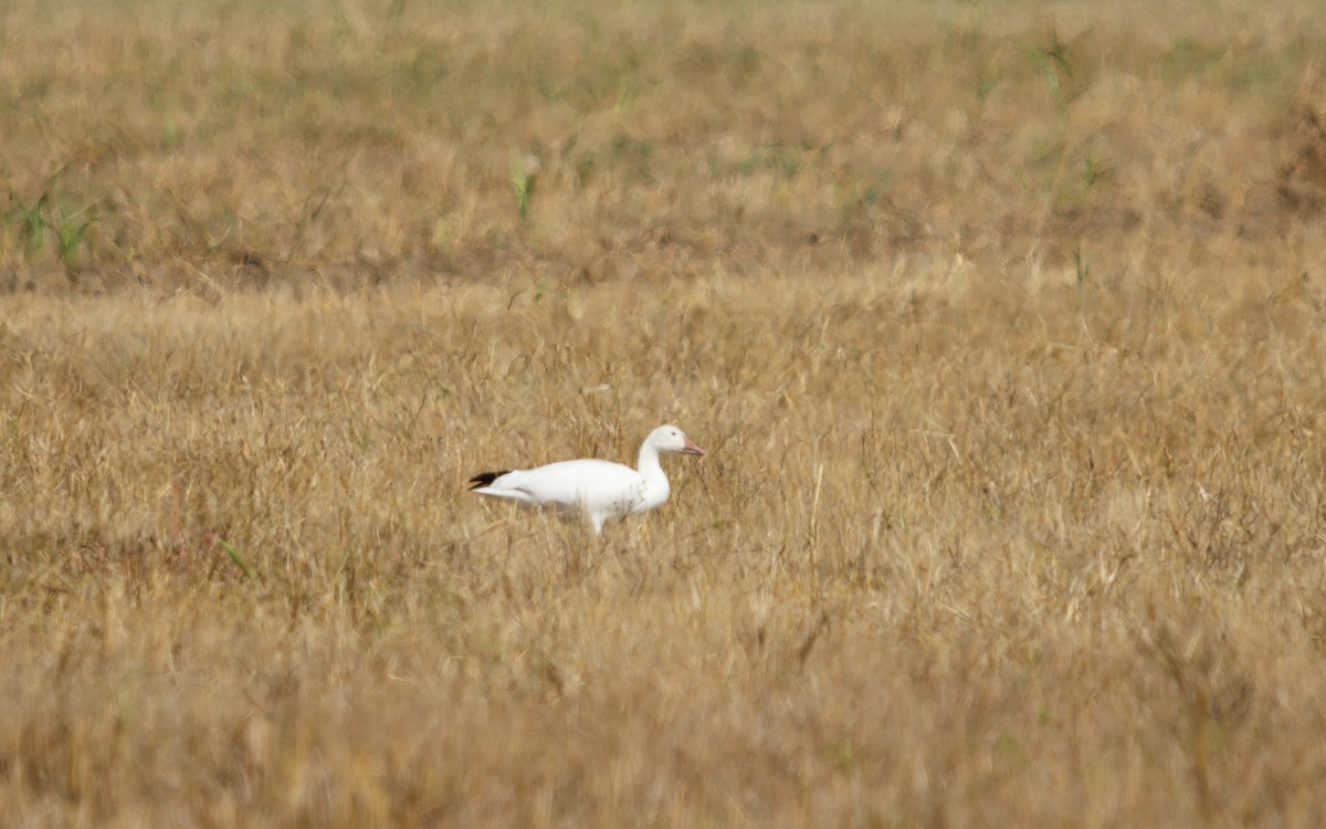 Snow Goose - ML646086459