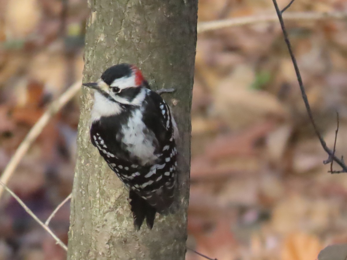 Downy Woodpecker - ML646086474