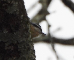 Sittelle à poitrine rousse - ML646086477