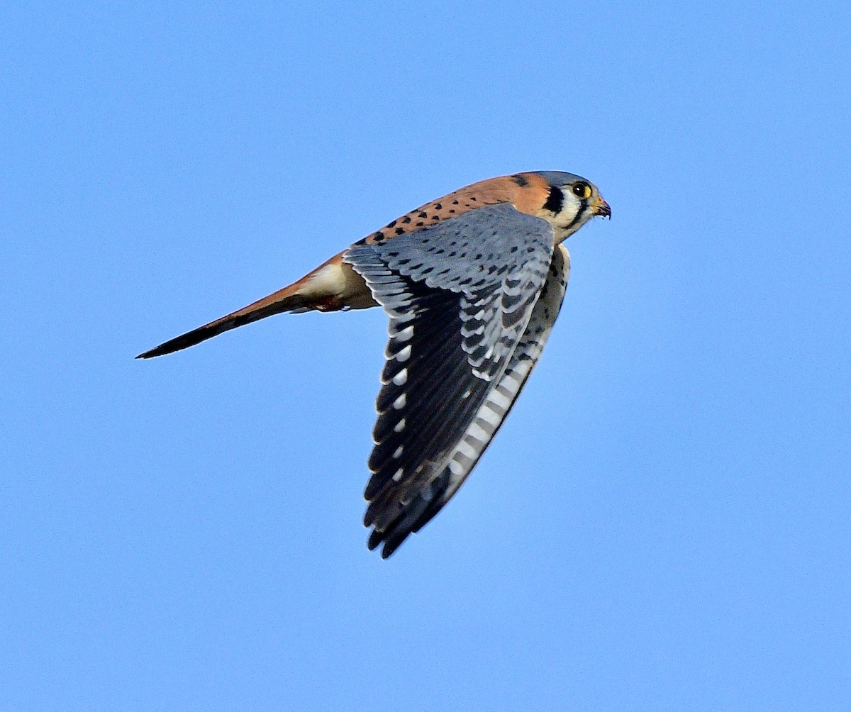 American Kestrel - ML646086482
